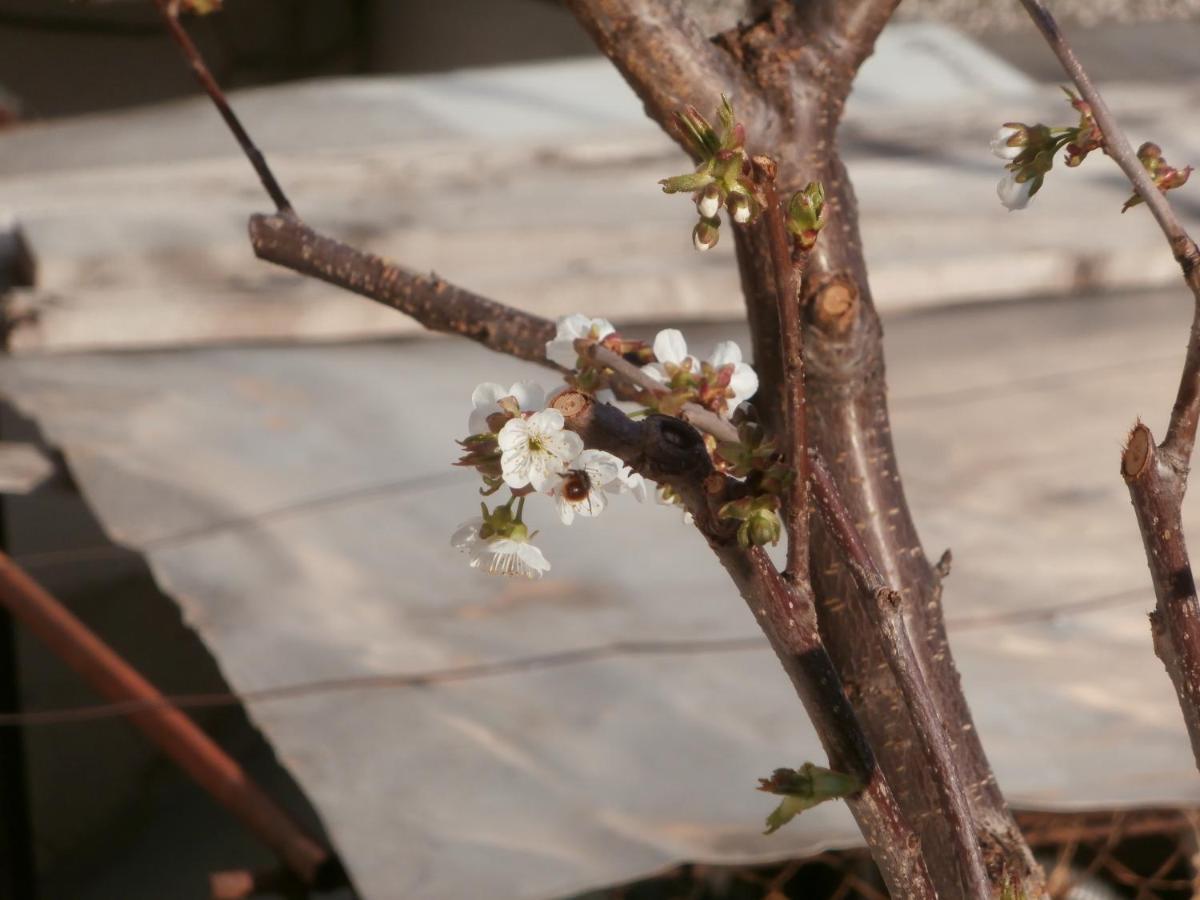 Apartments In House Silent Nature Sandanski Ngoại thất bức ảnh